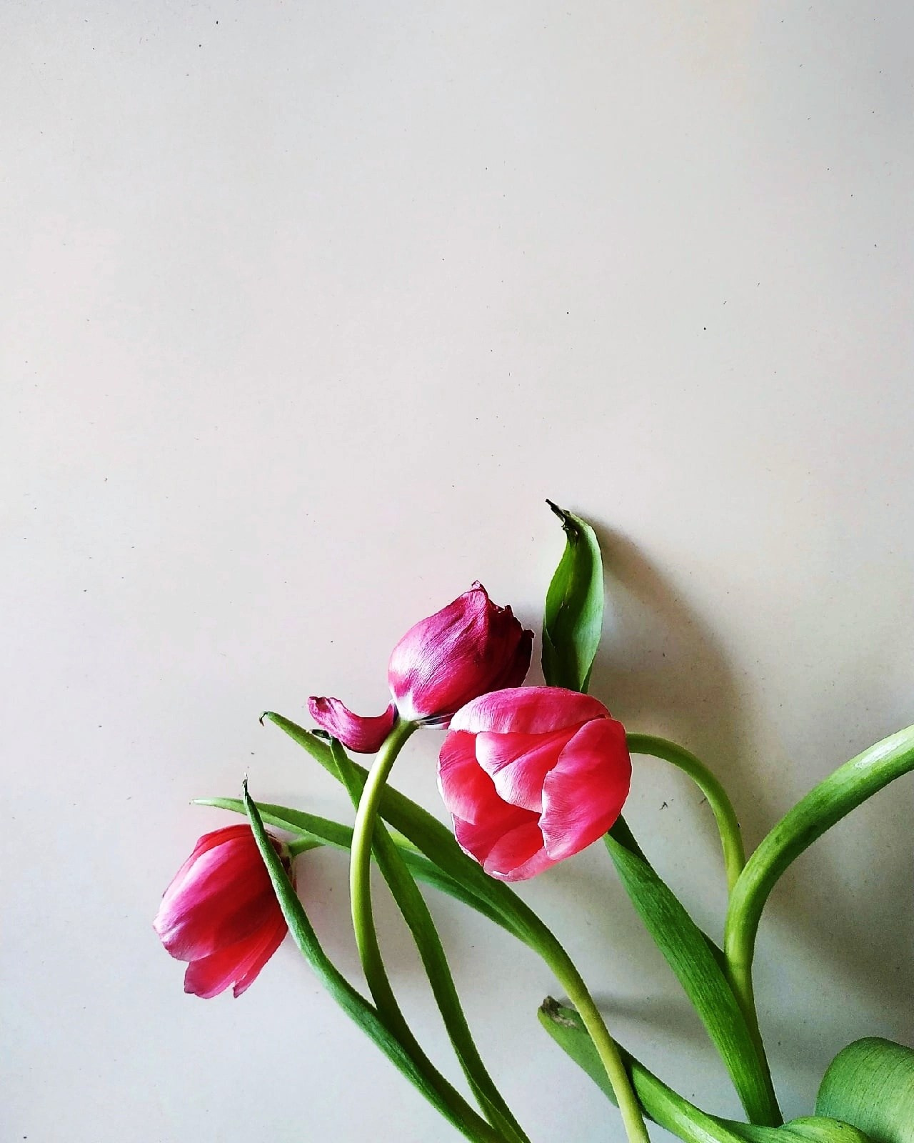 Натюрморт. Настасья Проценко. Фотограф