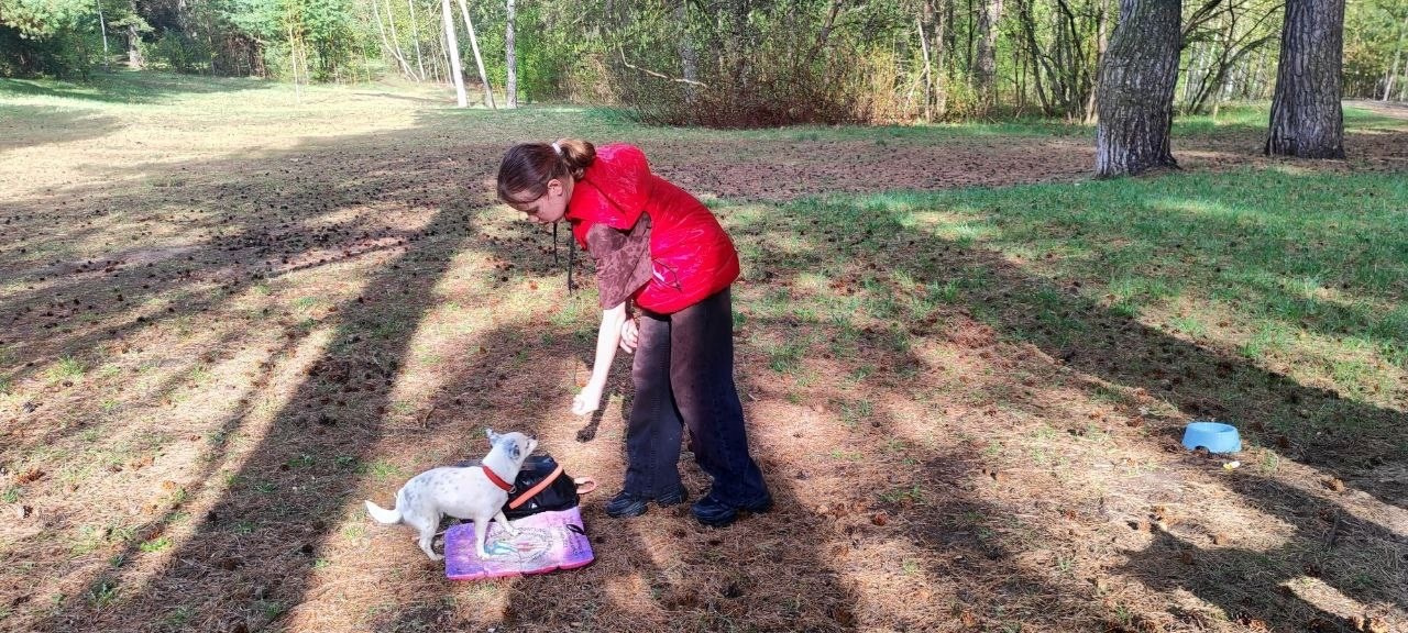 Практические занятия по дрессировке. НРОО КЦ "Собаковод"