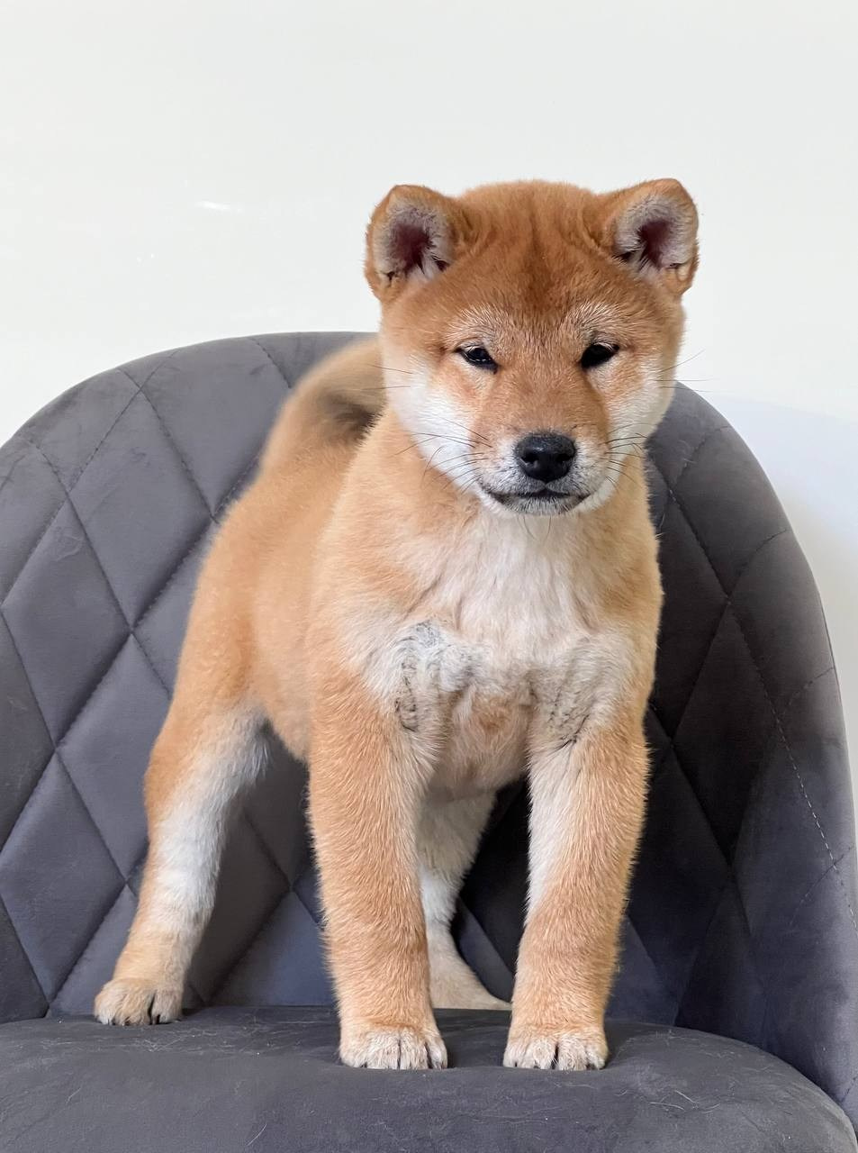 Сиба Rubylight Zoe питомник Рубилайт 