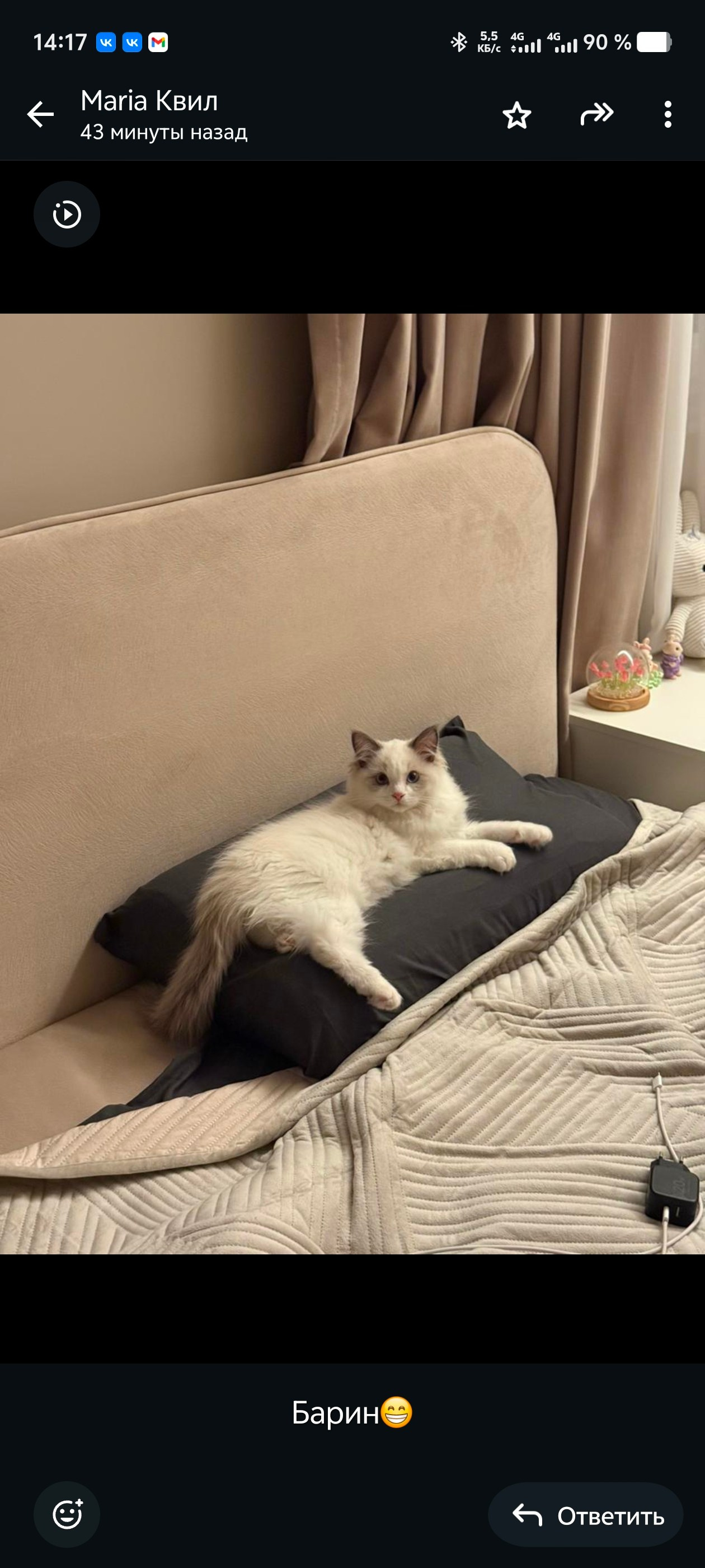 Выпускники Loyal Adore. Питомник рэгдолл Loyal Adore