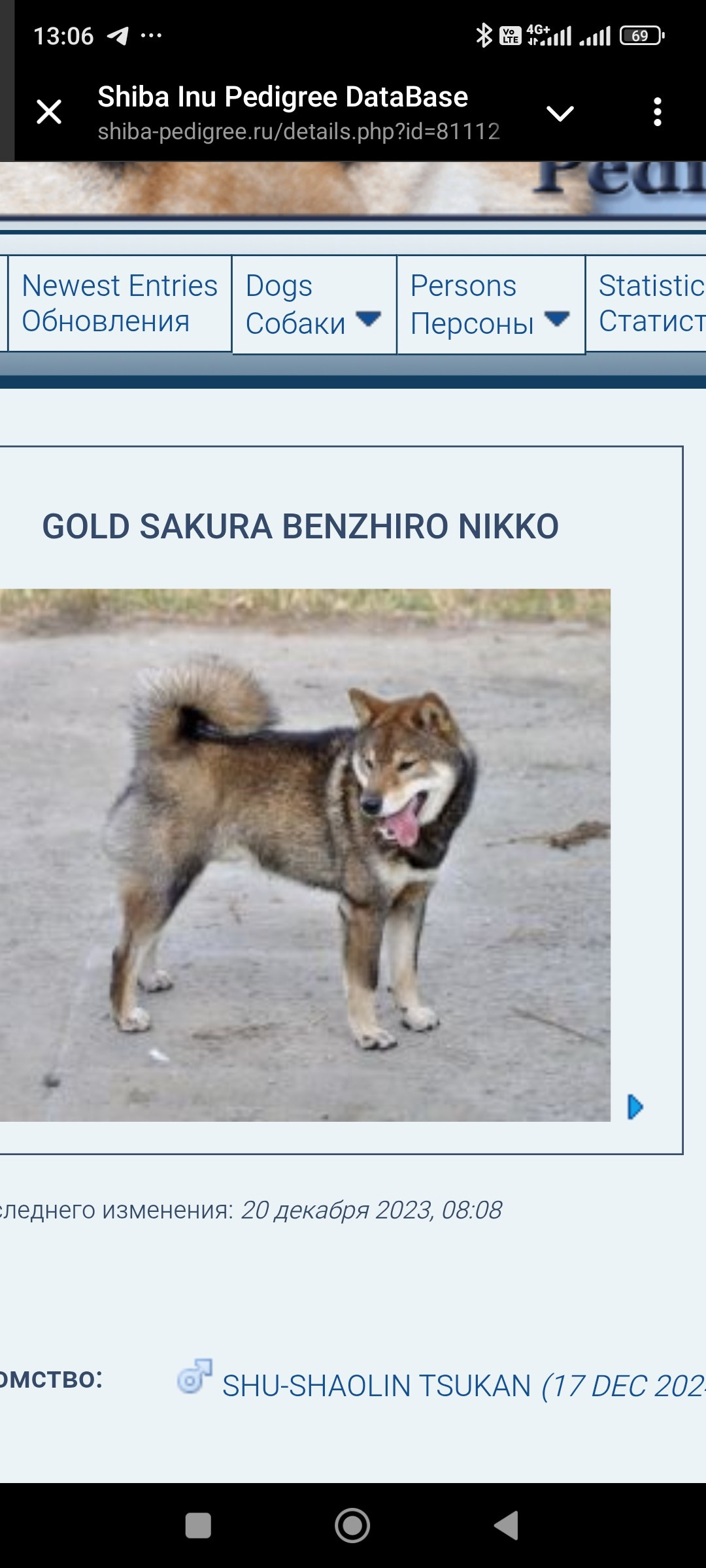 Шаман (сезам) * Шу_ Шаолинь Цукан. AMERICAN AKITA RUBYLIGHT KENNEL I SHIBA-INU