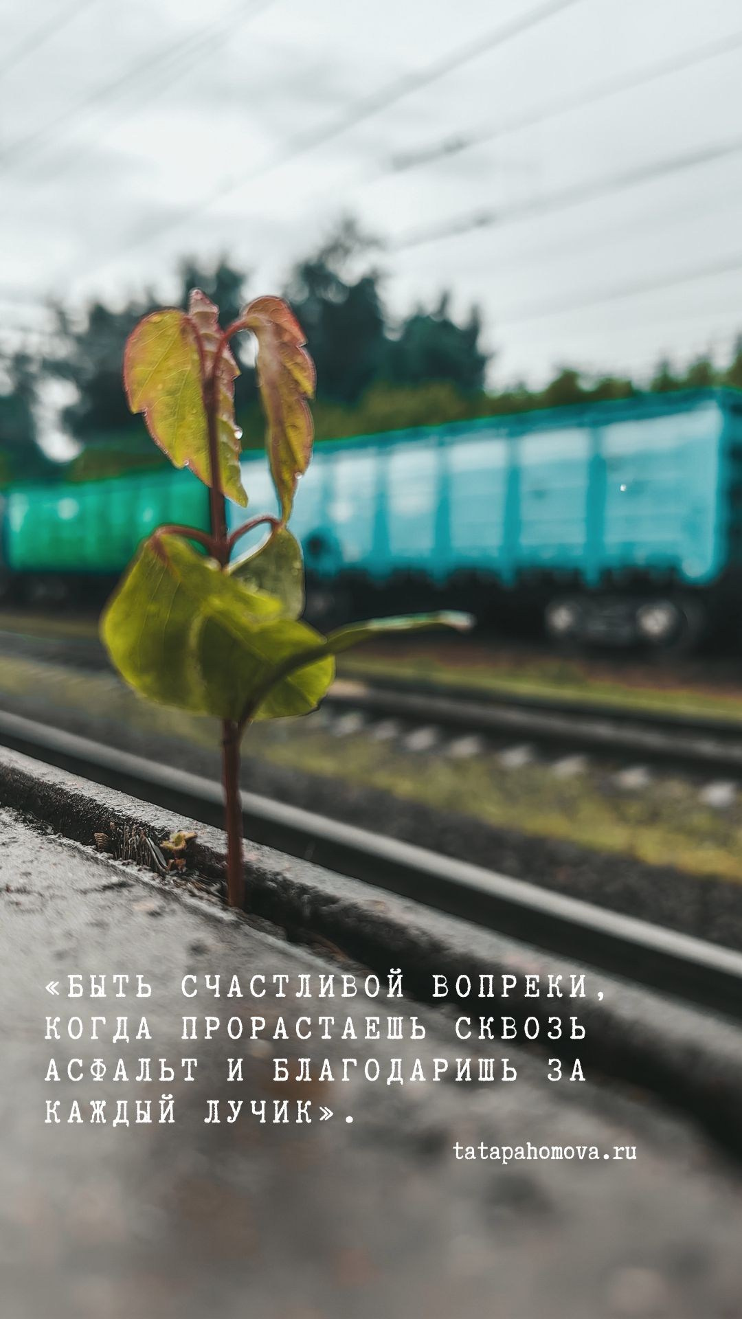 О главном. Творческая Таты Пахомовой