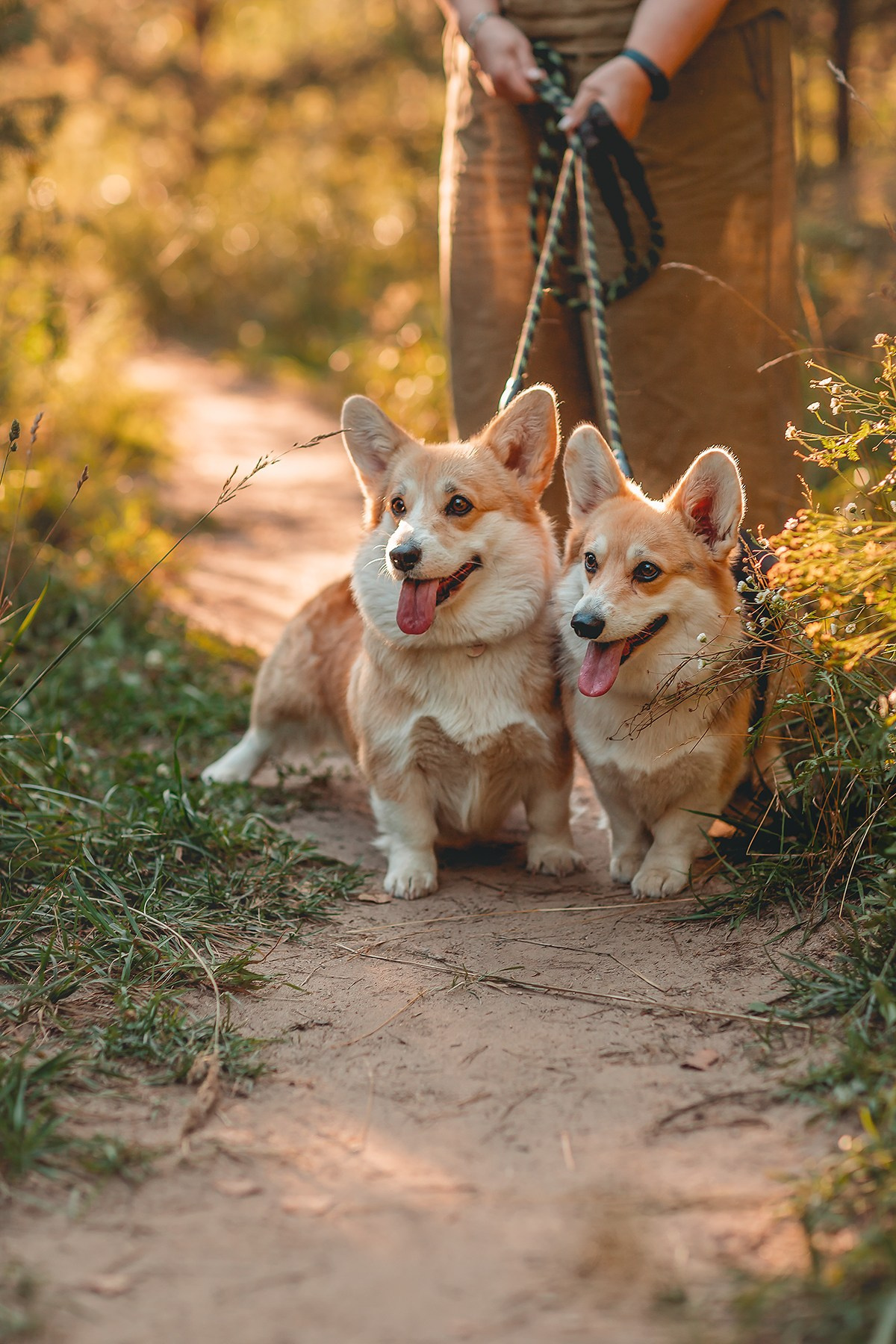 Rosso Ambra. Семейный фотограф анималист Мария Крючкова