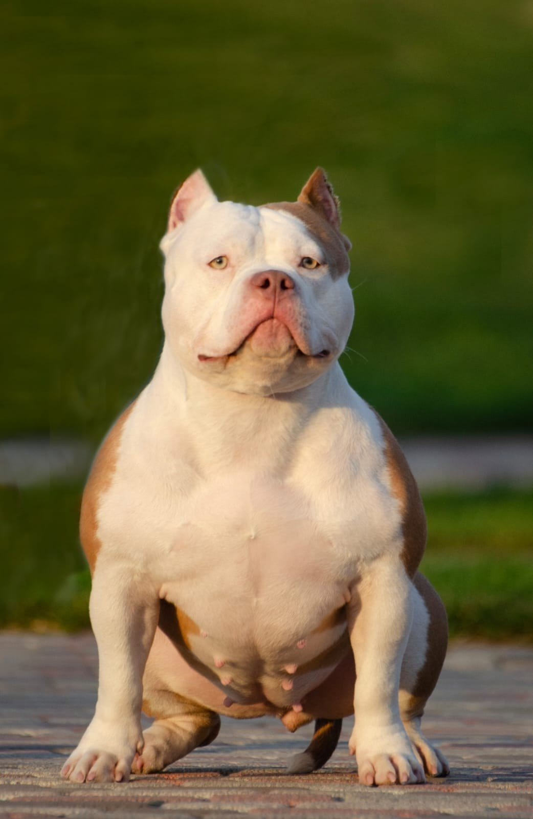 красивый рыжий окрас американского булли 