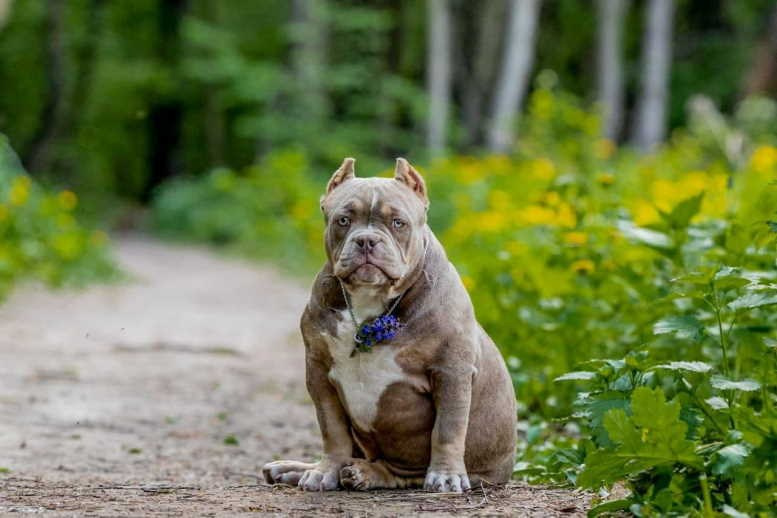 официальный питомник American Bully в Калининграде