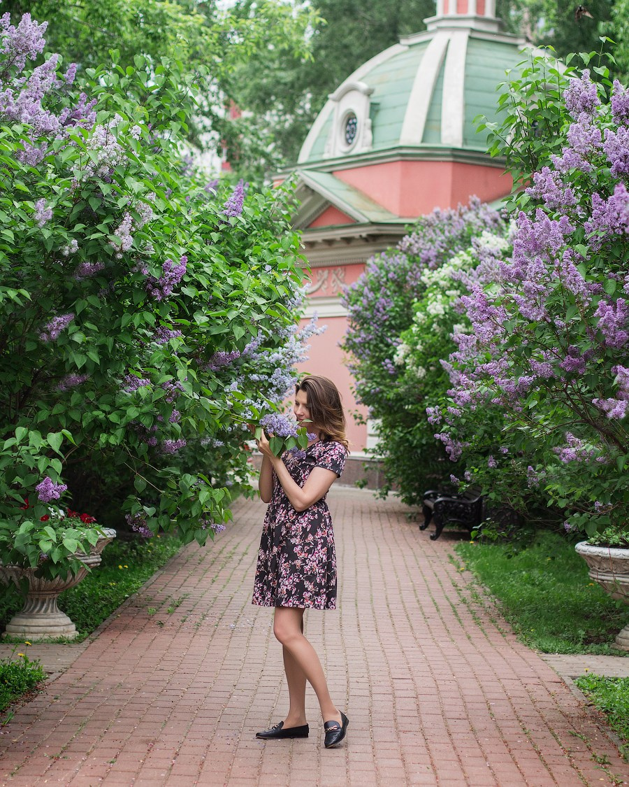 Цветущая сирень в Москве