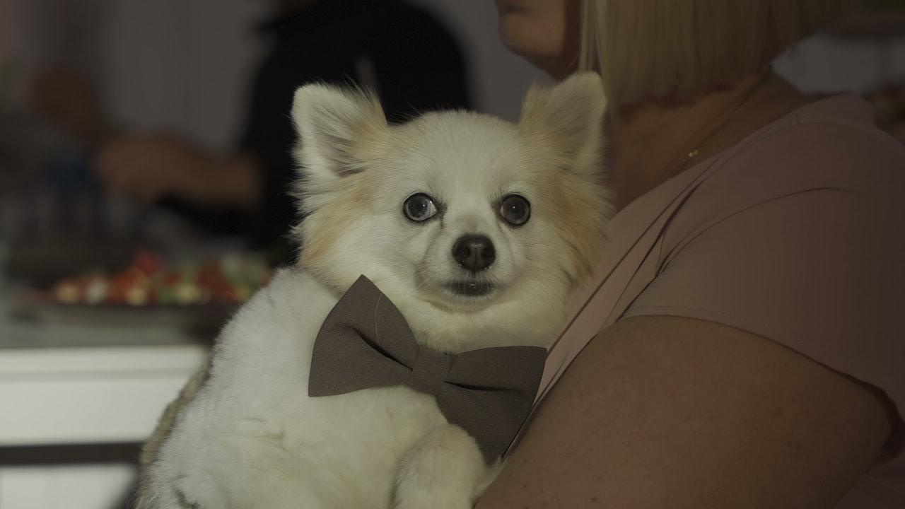 Максим и Лиза. Видеограф на свадьбу в Санкт-Петербурге