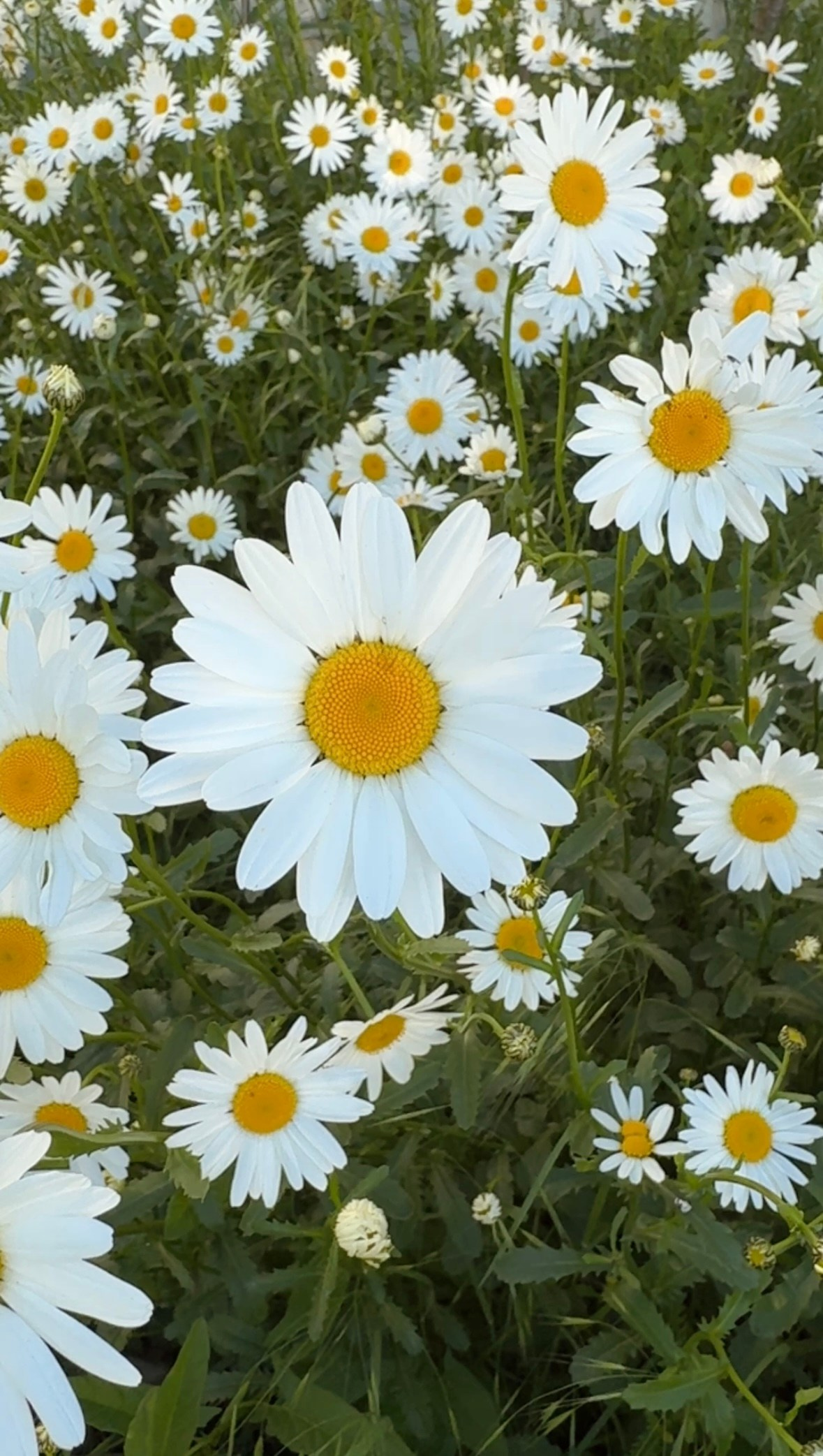Локации с цветами. Фотостудия Натальи Забродской