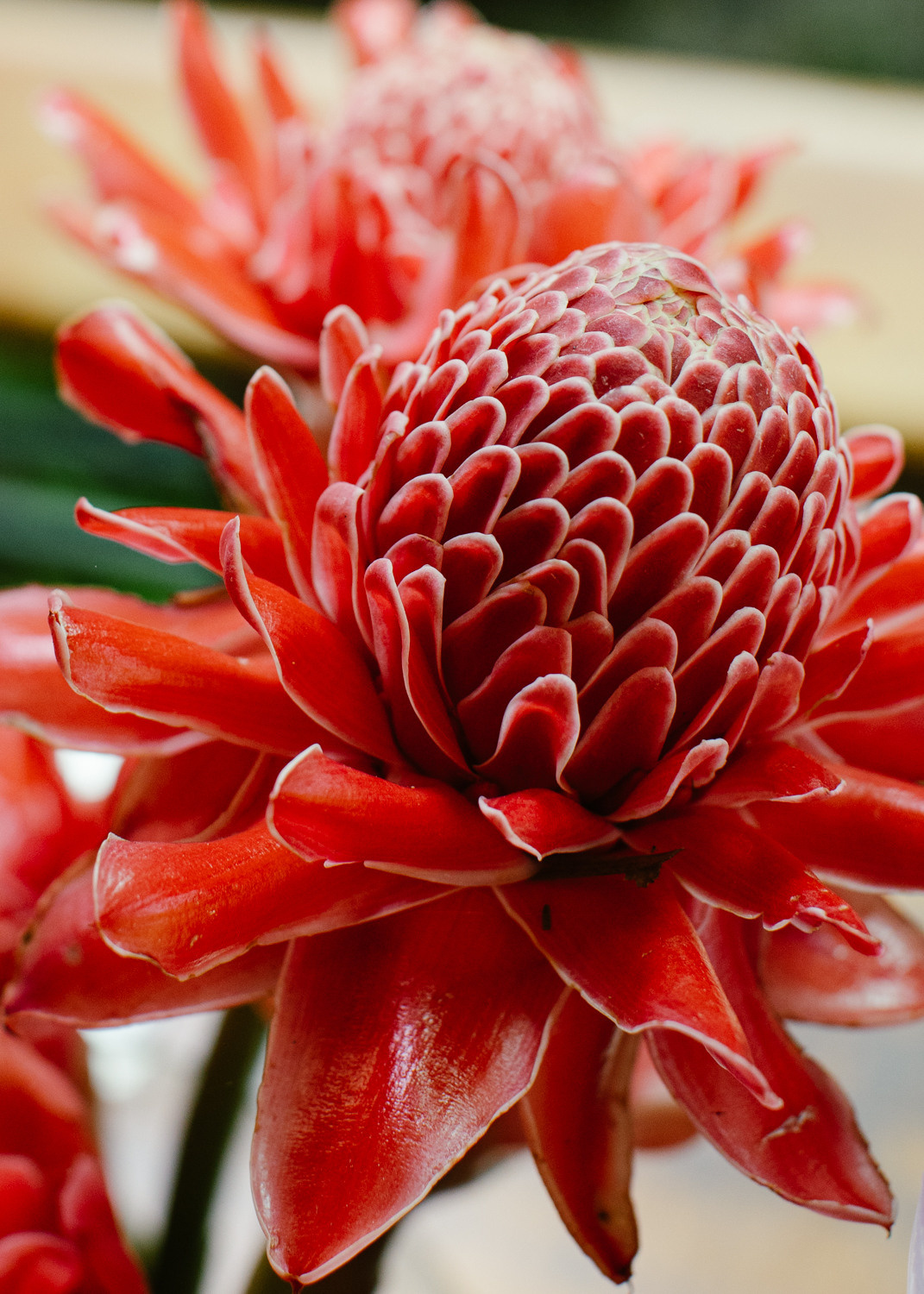 Phuket. Thailand. Wedding Event ART Photographer