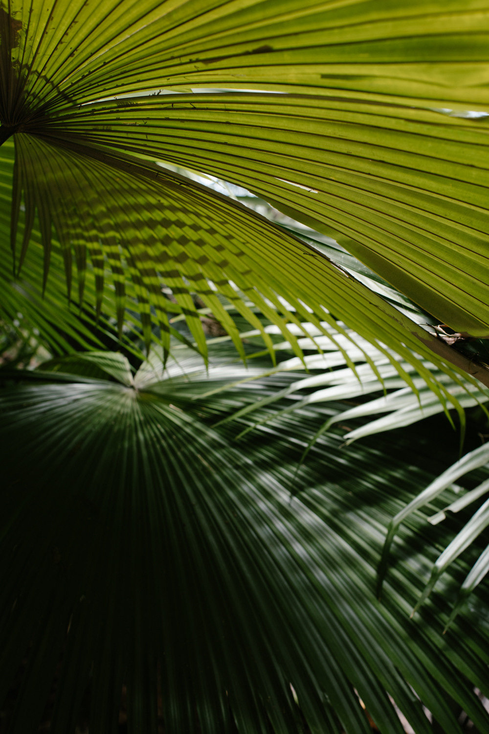 Phuket. Thailand. Wedding Event ART Photographer