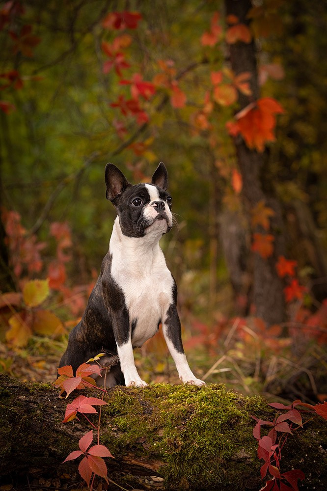 Съёмки собак на природе. Фотограф-анималист Natalia Deingel | Фотосъемка собак в Москве