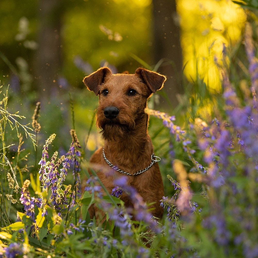 Съёмки собак на природе. Фотограф-анималист Natalia Deingel | Фотосъемка собак в Москве