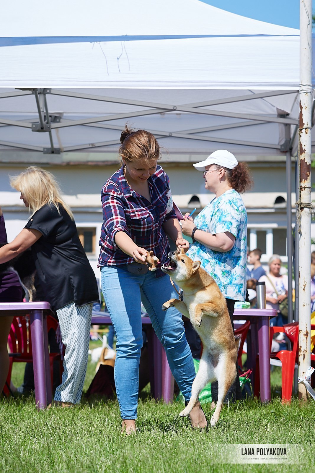 Сиба сиба-ину сибаину в Санкт-Петербурге
