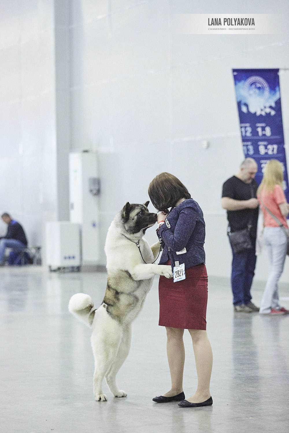 Лара * DANCING QUEEN, Американская акита Санкт-Петербург, питомник RUBYLIGHT