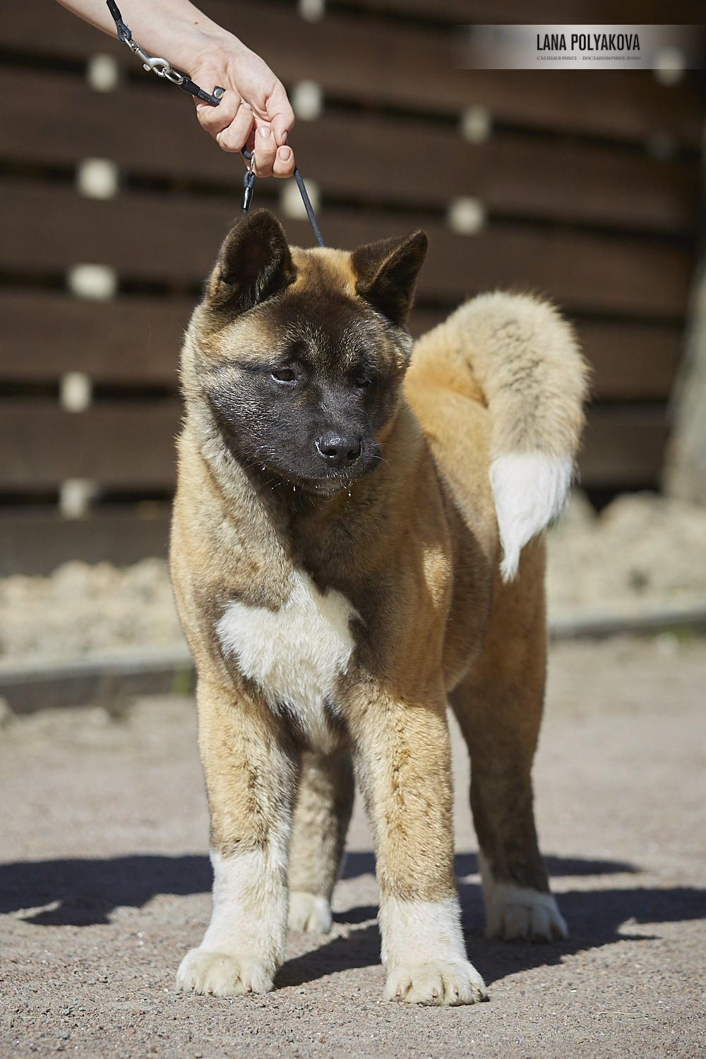 Щенки американской акиты питомник RUBYLIGHT