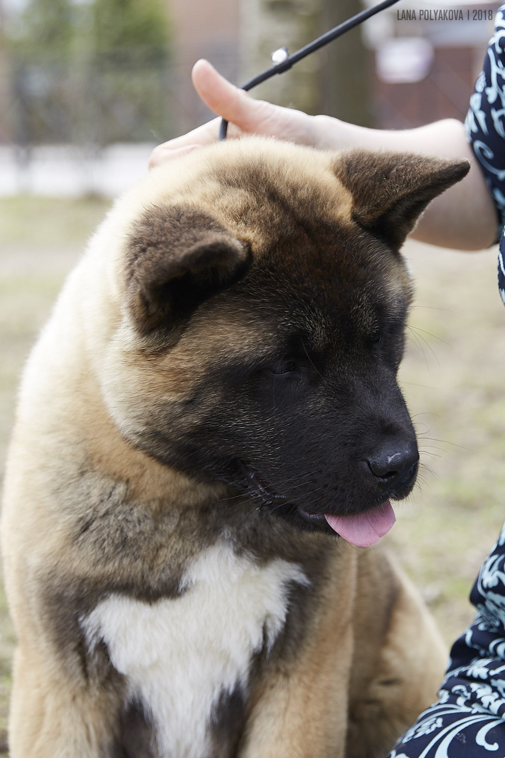 Щенки американской акиты питомник RUBYLIGHT