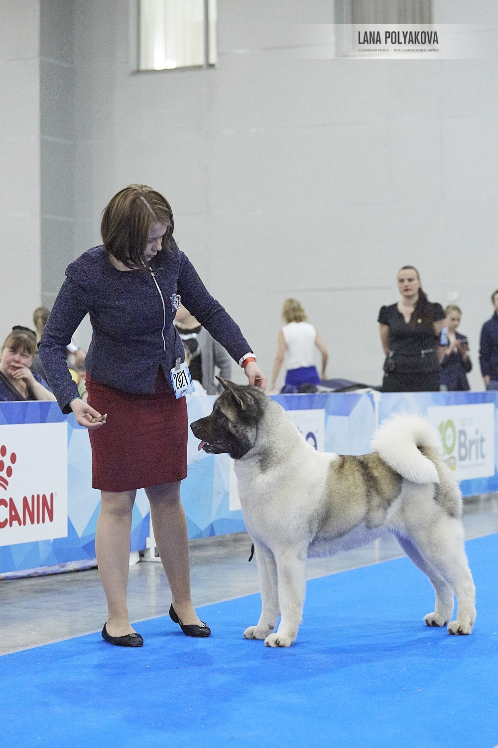 Лара * DANCING QUEEN, Американская акита Санкт-Петербург, питомник RUBYLIGHT
