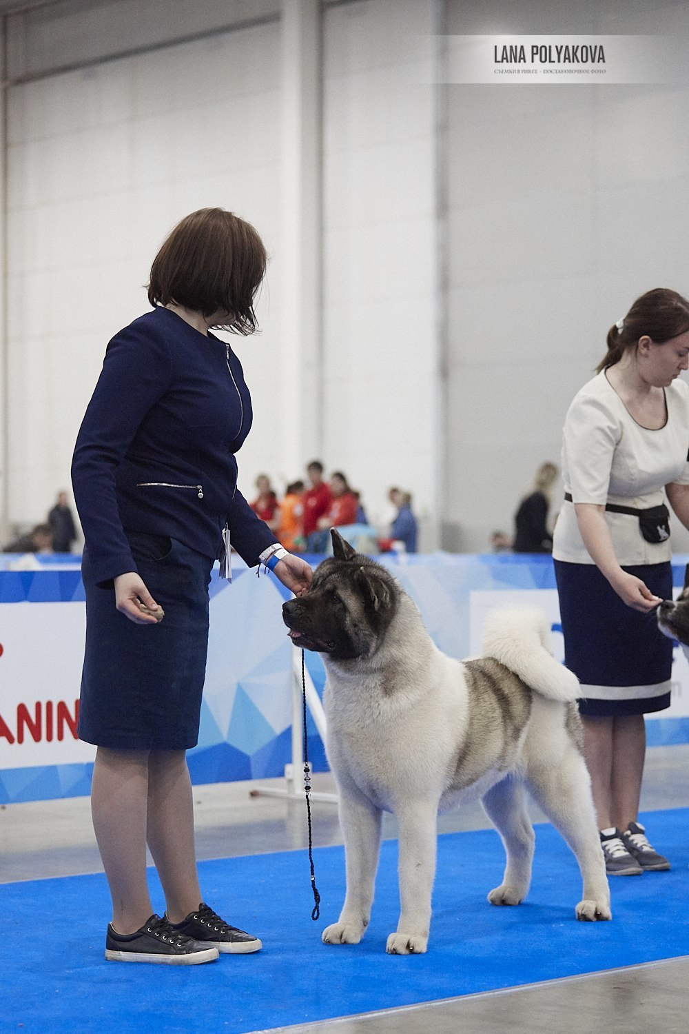 Лара * DANCING QUEEN, Американская акита Санкт-Петербург, питомник RUBYLIGHT