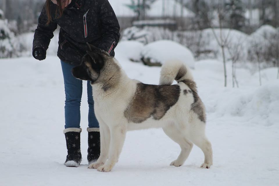 Лара * DANCING QUEEN, Американская акита Санкт-Петербург, питомник RUBYLIGHT