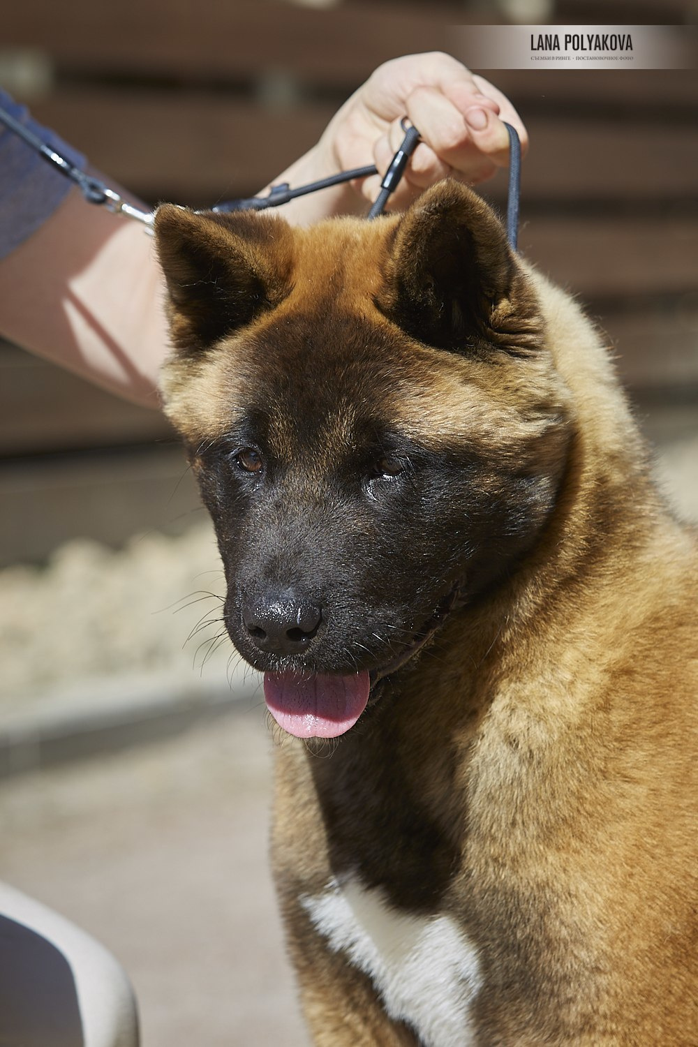 Щенки американской акиты