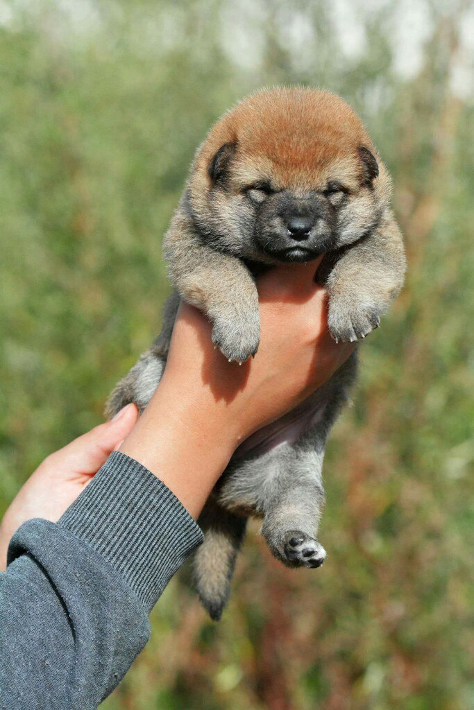 Сиба сиба-ину сибаину в Санкт-Петербурге
