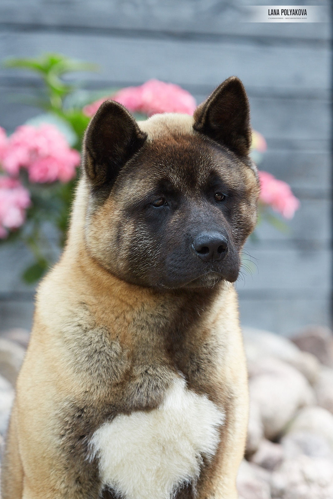 Щенки американской акиты питомник RUBYLIGHT
Фотограф: LANA POLYAKOVA