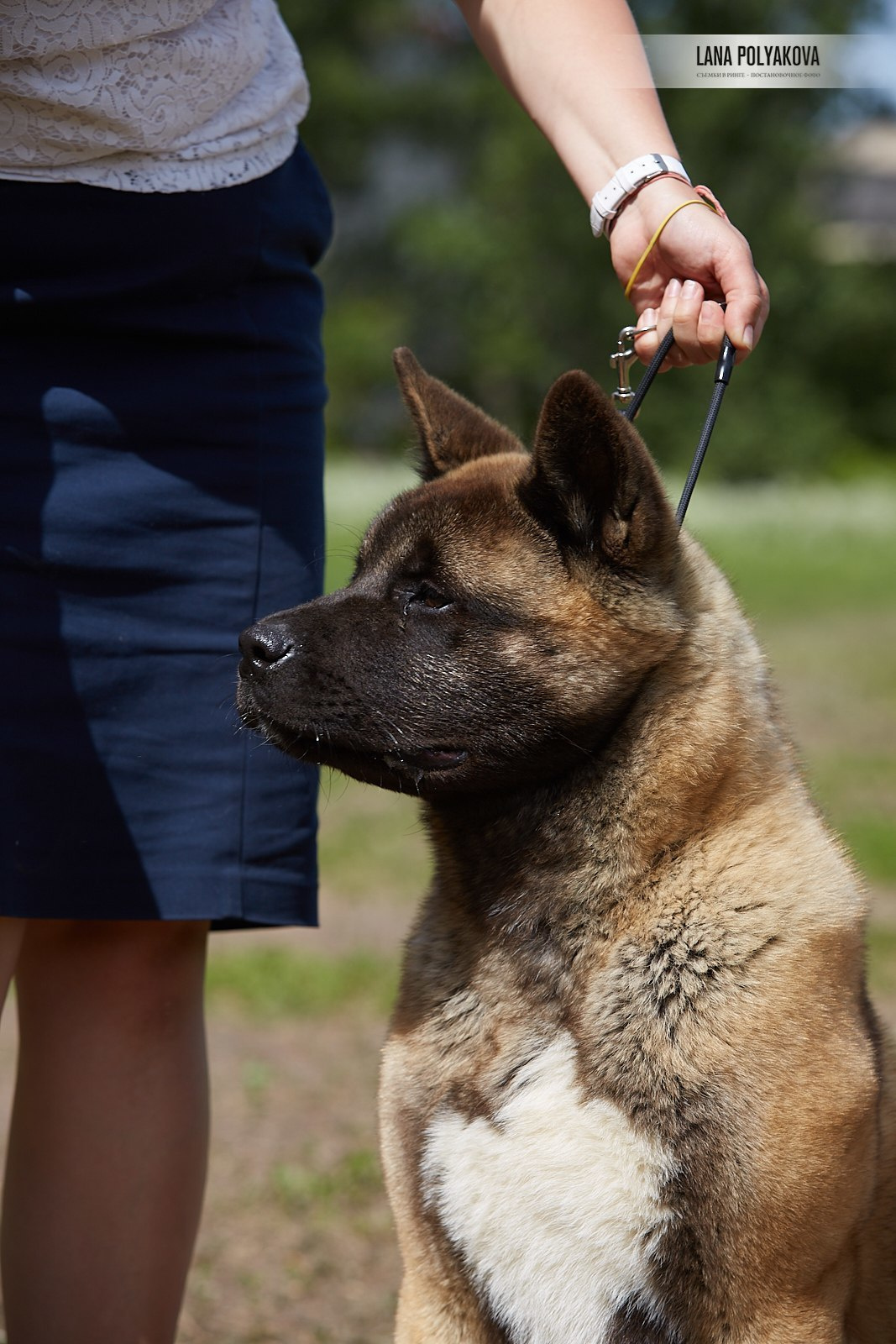 Щенки американской акиты питомник RUBYLIGHT