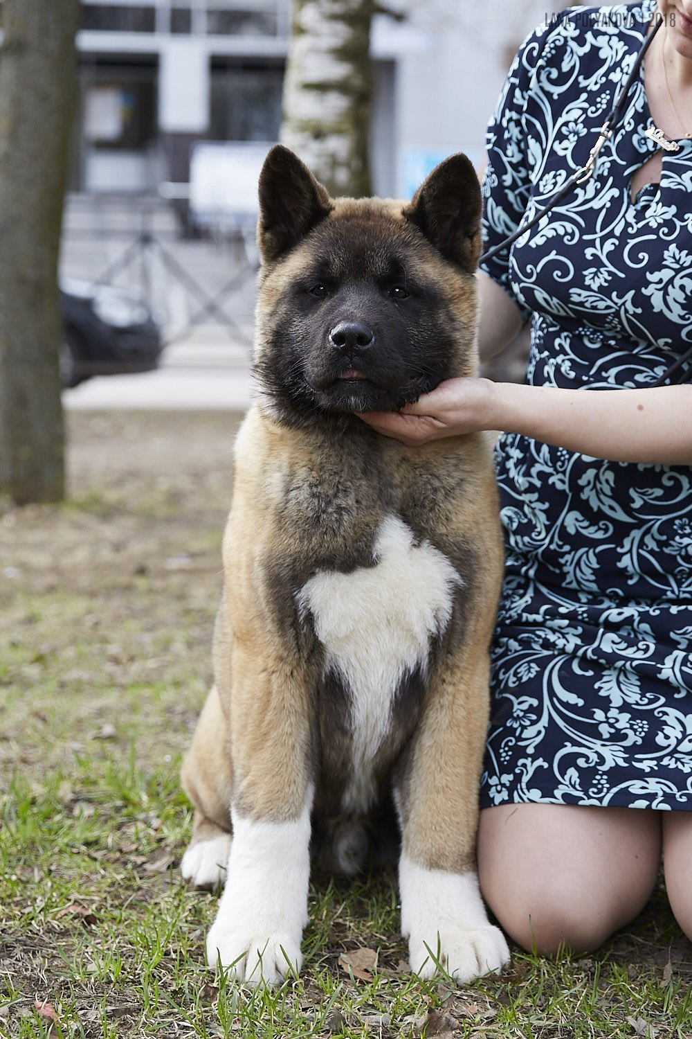 Щенки американской акиты питомник RUBYLIGHT