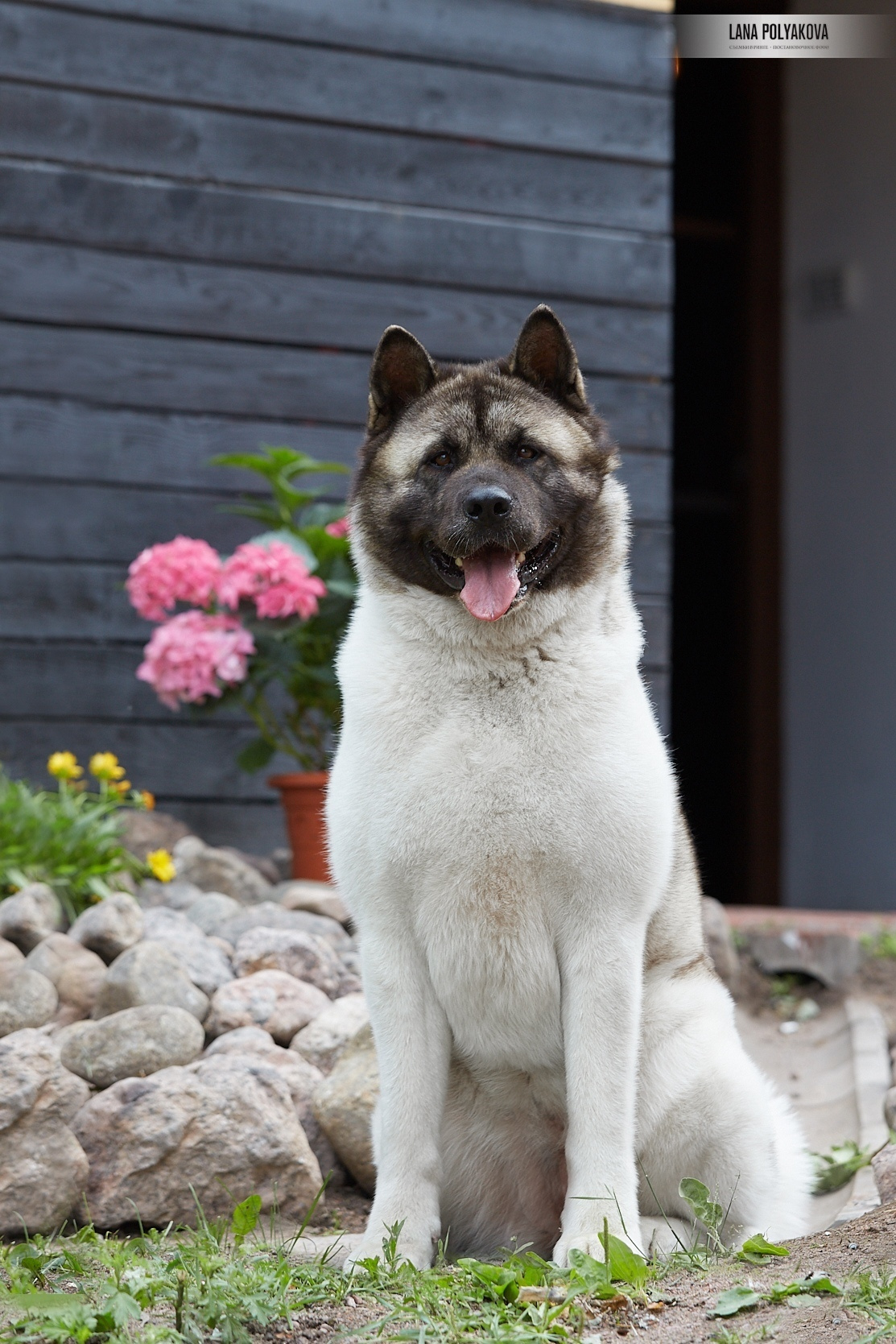 Лара * DANCING QUEEN, Американская акита Санкт-Петербург, питомник RUBYLIGHT