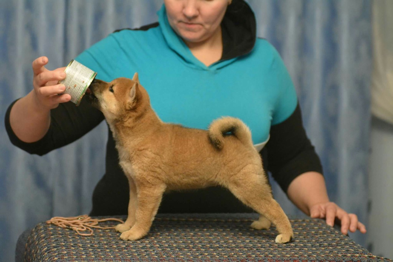 Сиба сиба-ину сибаину в Санкт-Петербурге
