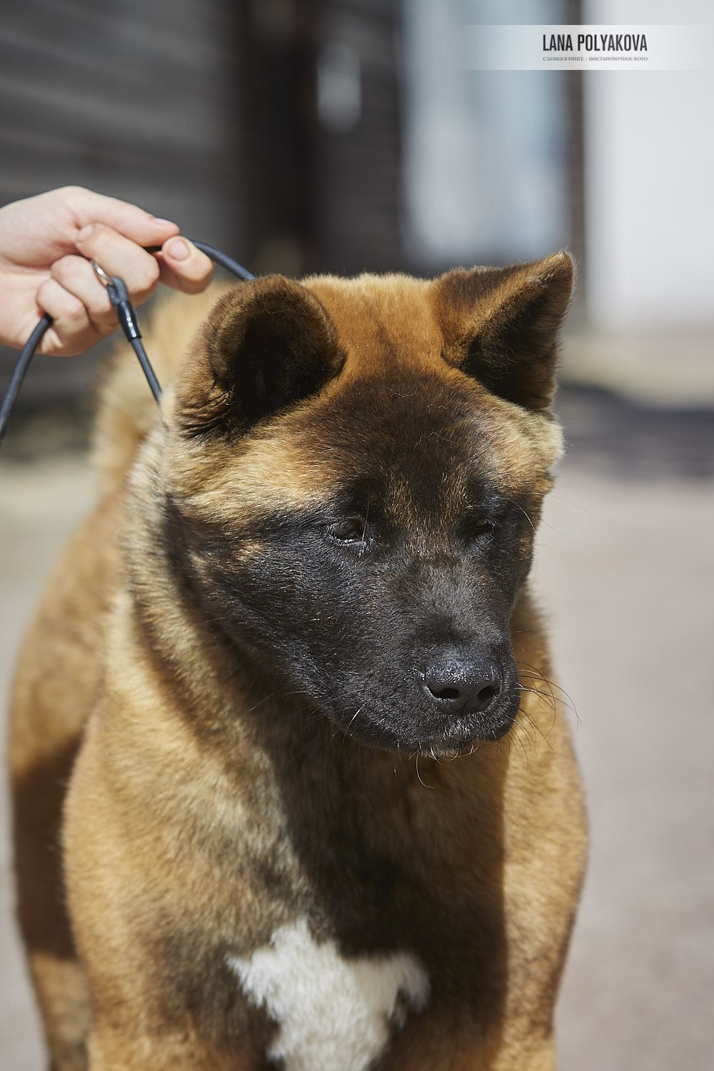 Щенки американской акиты