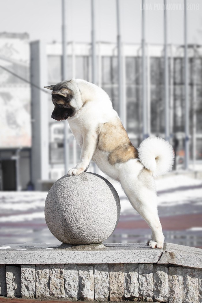 Лара * DANCING QUEEN, Американская акита Санкт-Петербург, питомник RUBYLIGHT