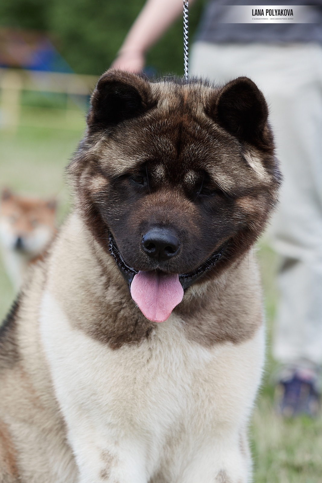 Американская акита Санкт-Петербург