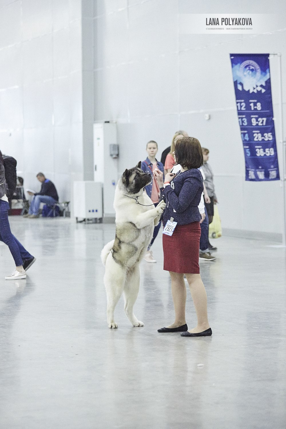 Лара * DANCING QUEEN, Американская акита Санкт-Петербург, питомник RUBYLIGHT