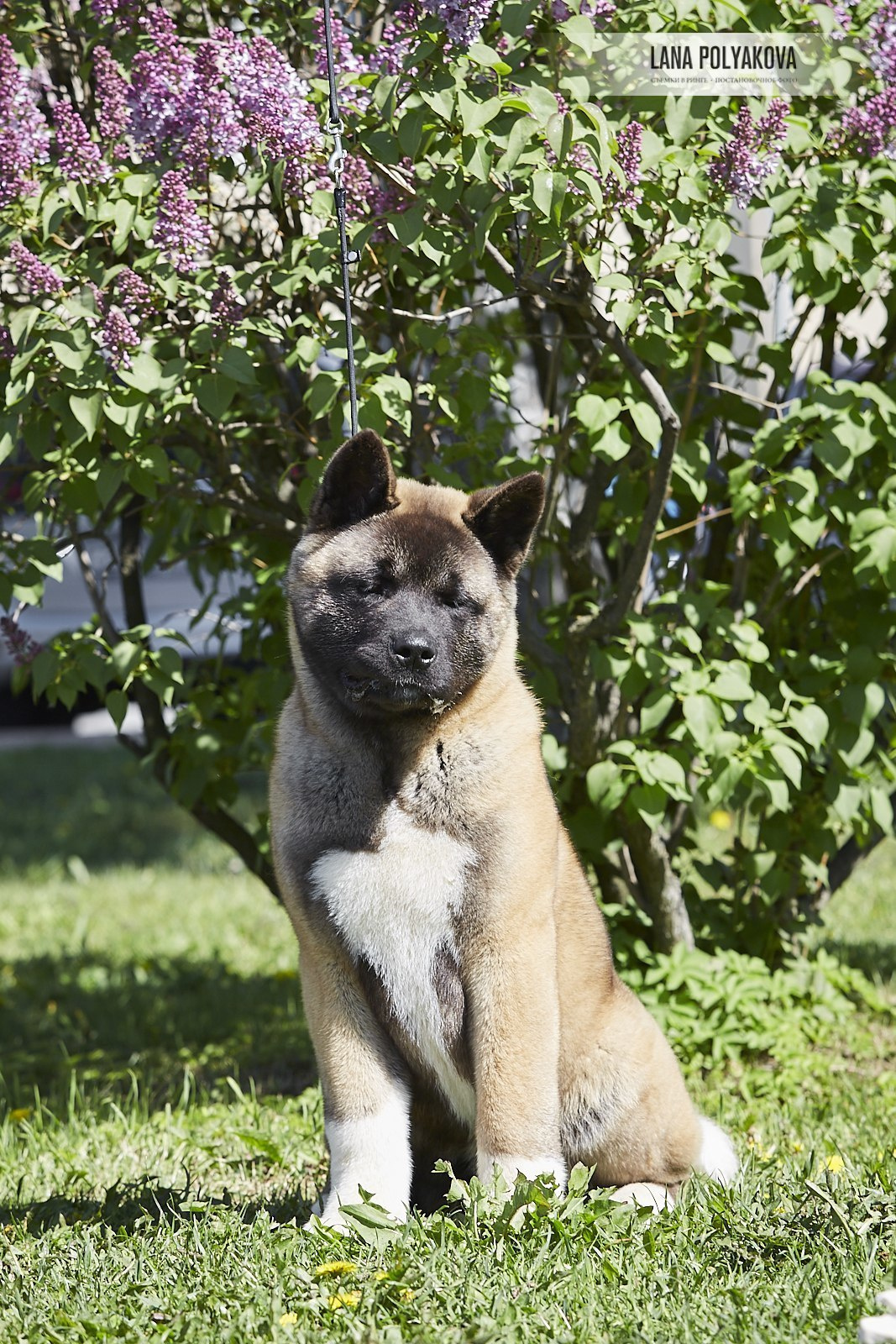 Щенки американской акиты питомник RUBYLIGHT