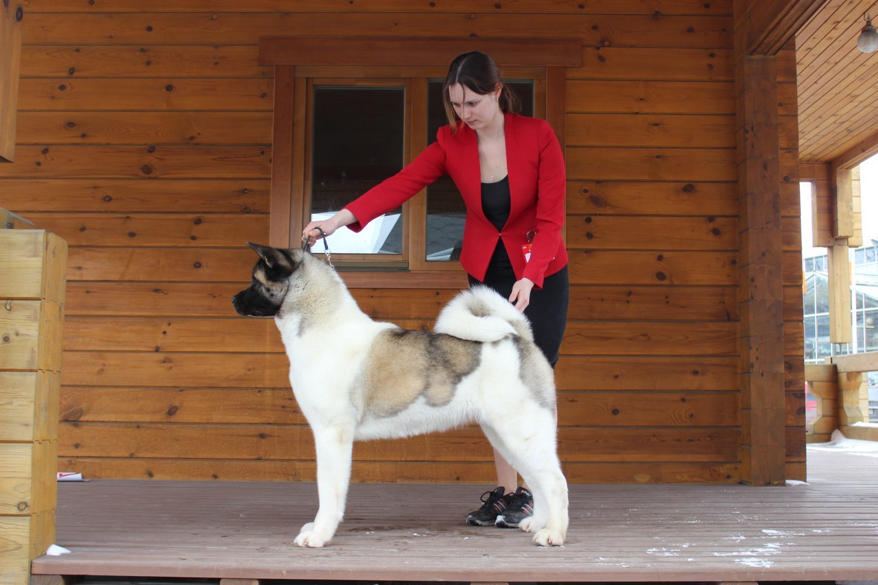 Лара * DANCING QUEEN, Американская акита Санкт-Петербург, питомник RUBYLIGHT
