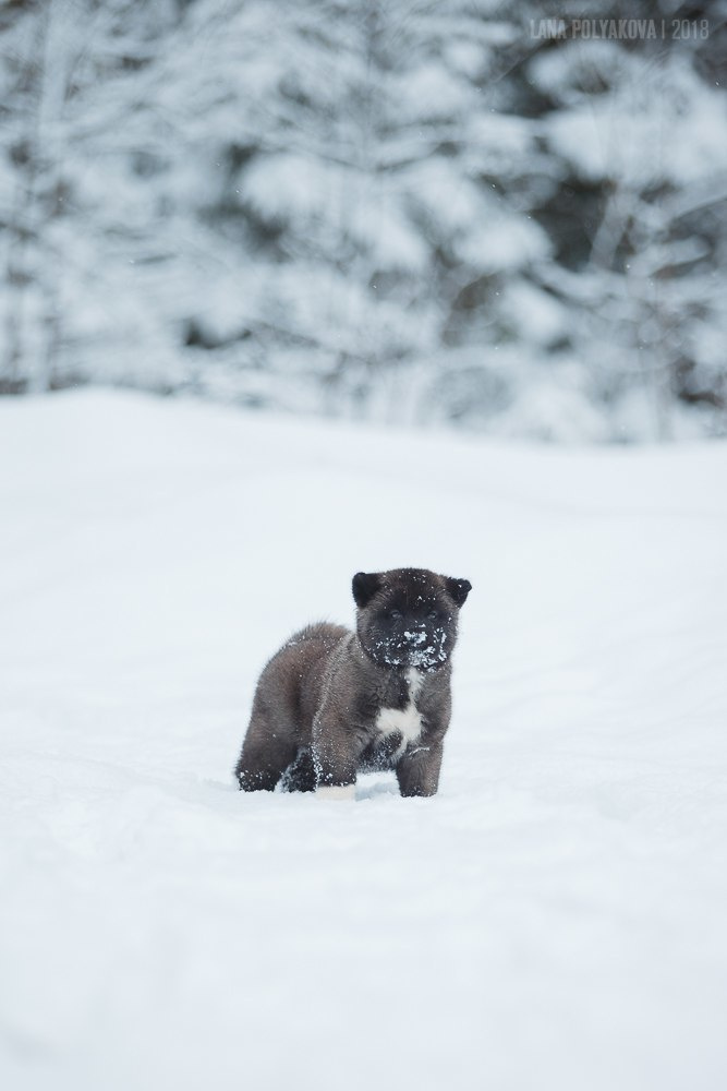 Щенки американской акиты