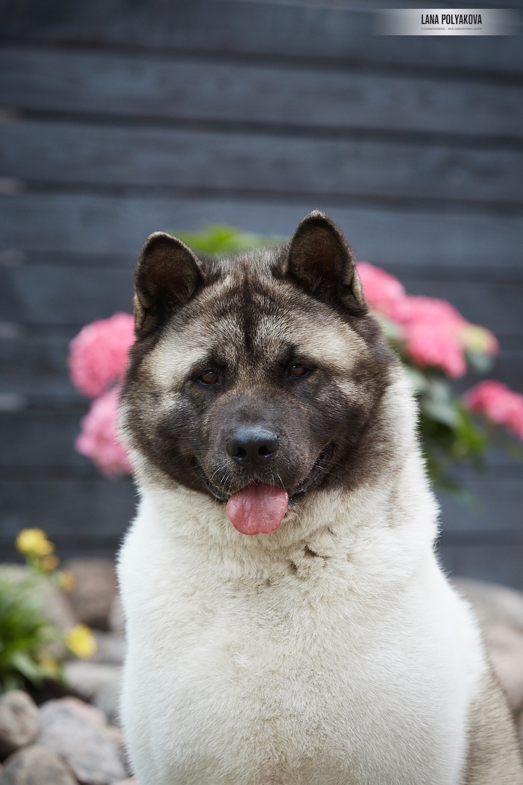 Лара * DANCING QUEEN, Американская акита Санкт-Петербург, питомник RUBYLIGHT