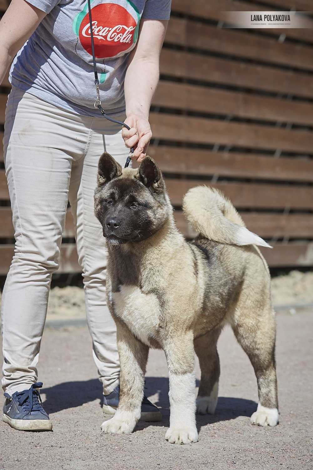 Щенки американской акиты питомник RUBYLIGHT