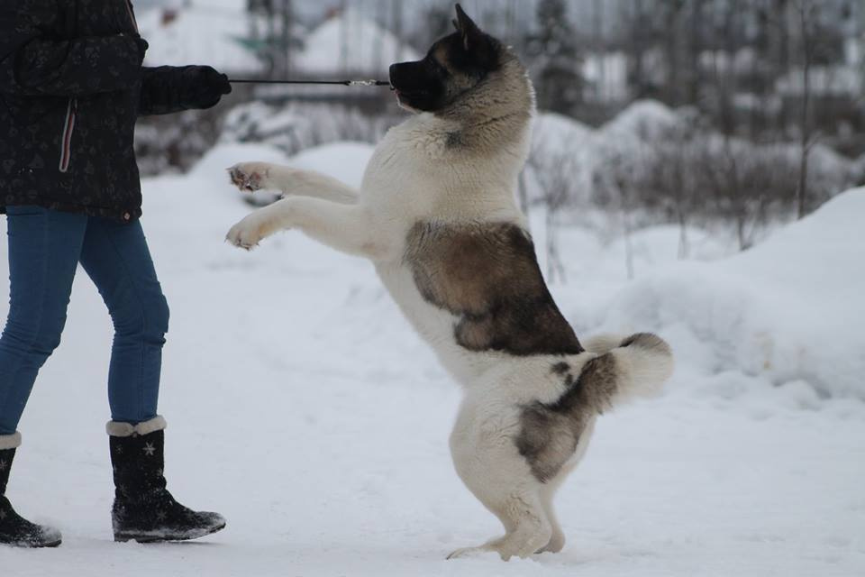 Лара * DANCING QUEEN, Американская акита Санкт-Петербург, питомник RUBYLIGHT