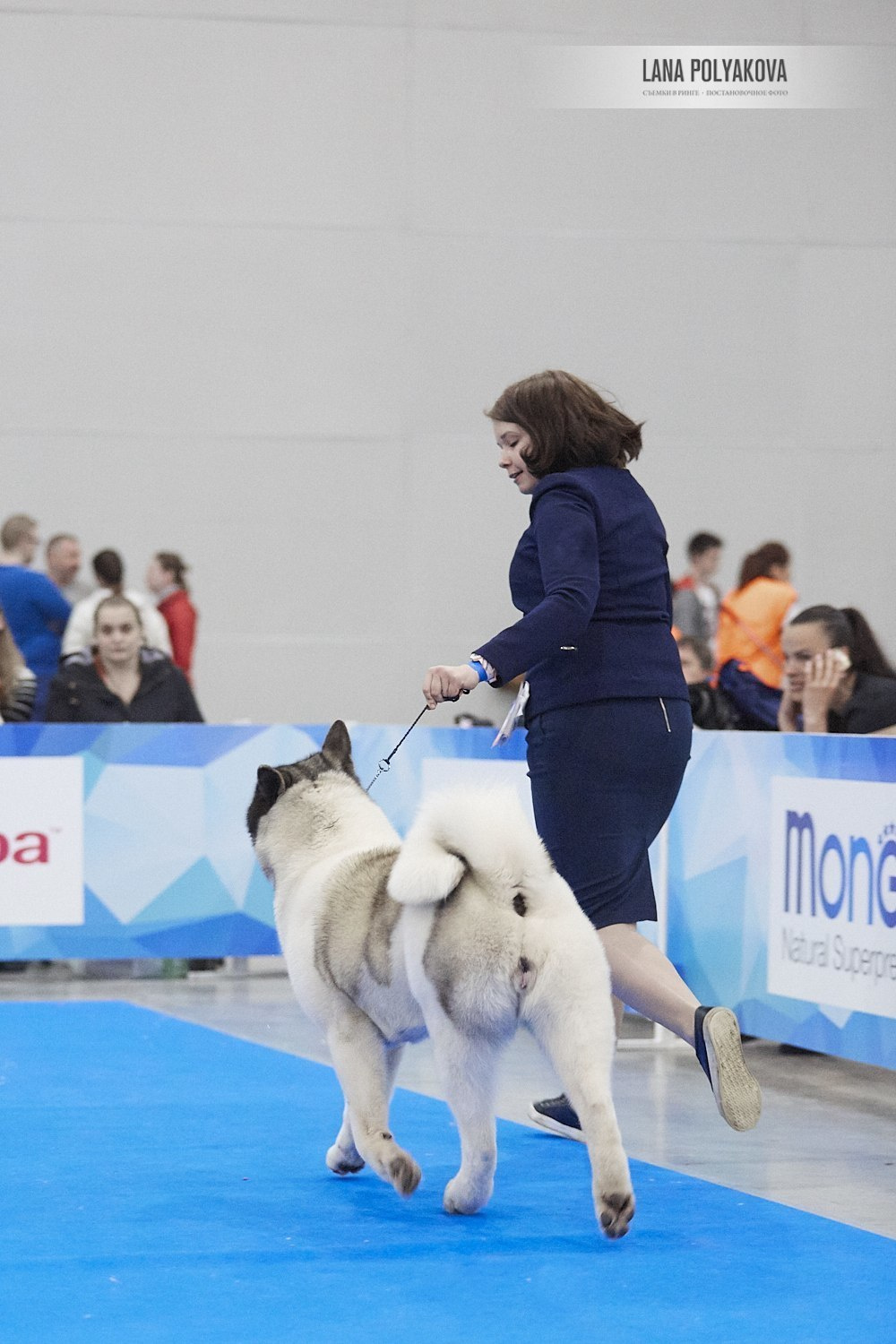 Лара * DANCING QUEEN, Американская акита Санкт-Петербург, питомник RUBYLIGHT