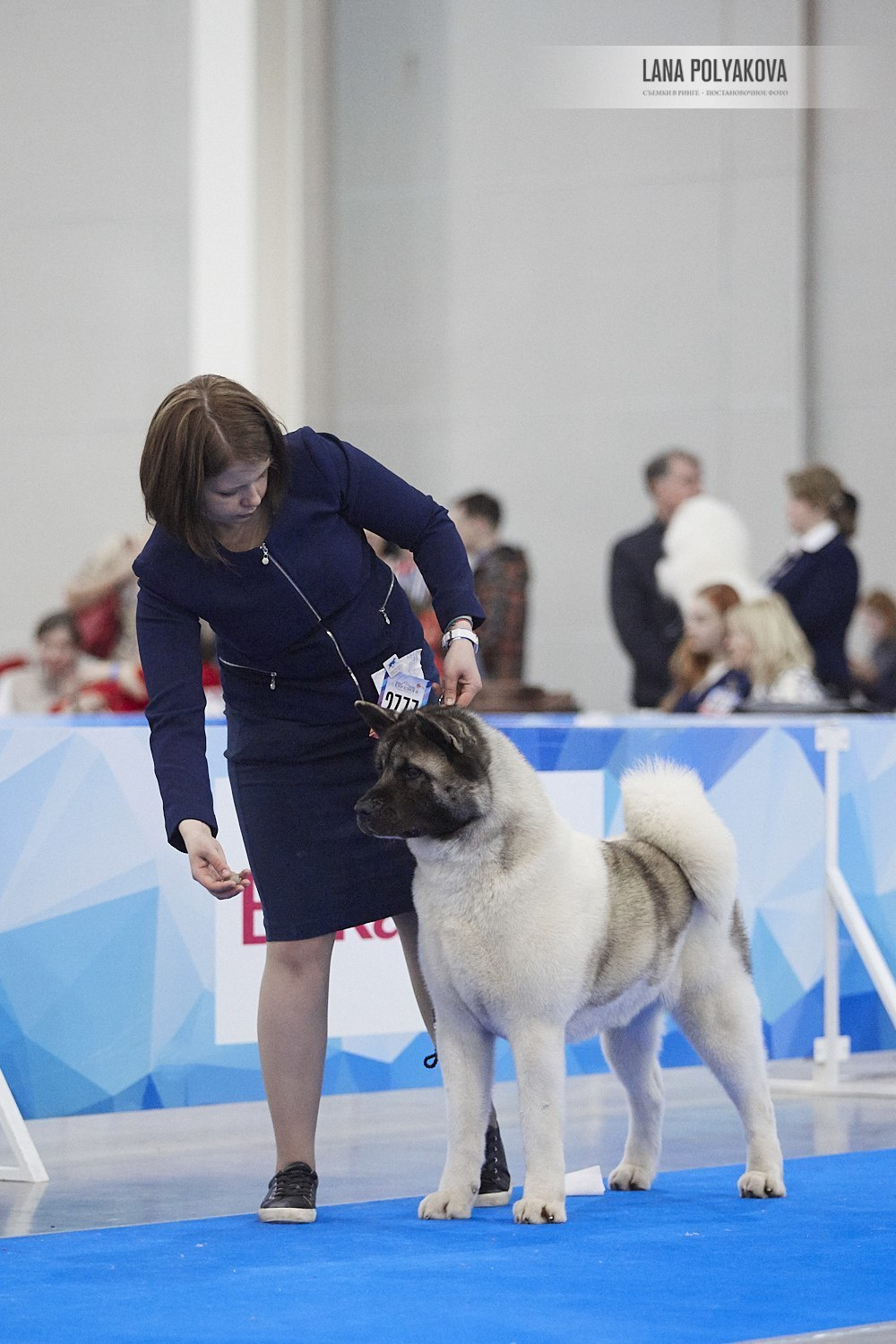 Лара * DANCING QUEEN, Американская акита Санкт-Петербург, питомник RUBYLIGHT