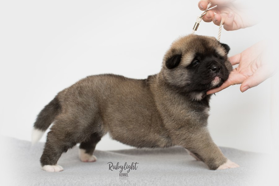 Щенки американской акиты