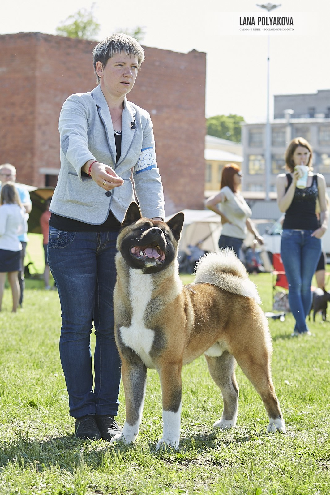 Американская акита Санкт-Петербург
