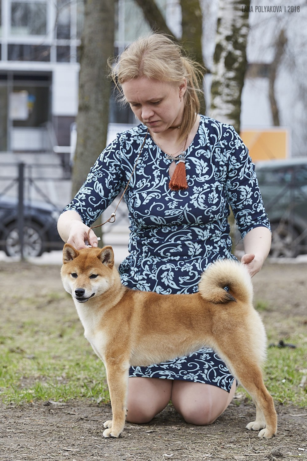 Сиба сиба-ину сибаину в Санкт-Петербурге
