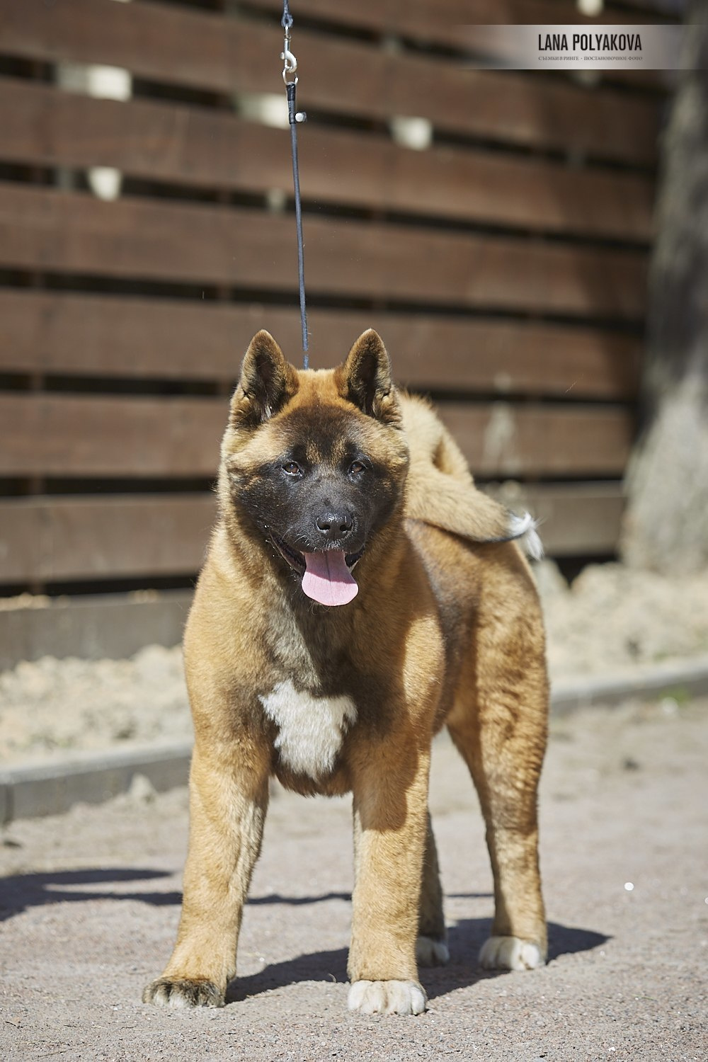 Щенки американской акиты