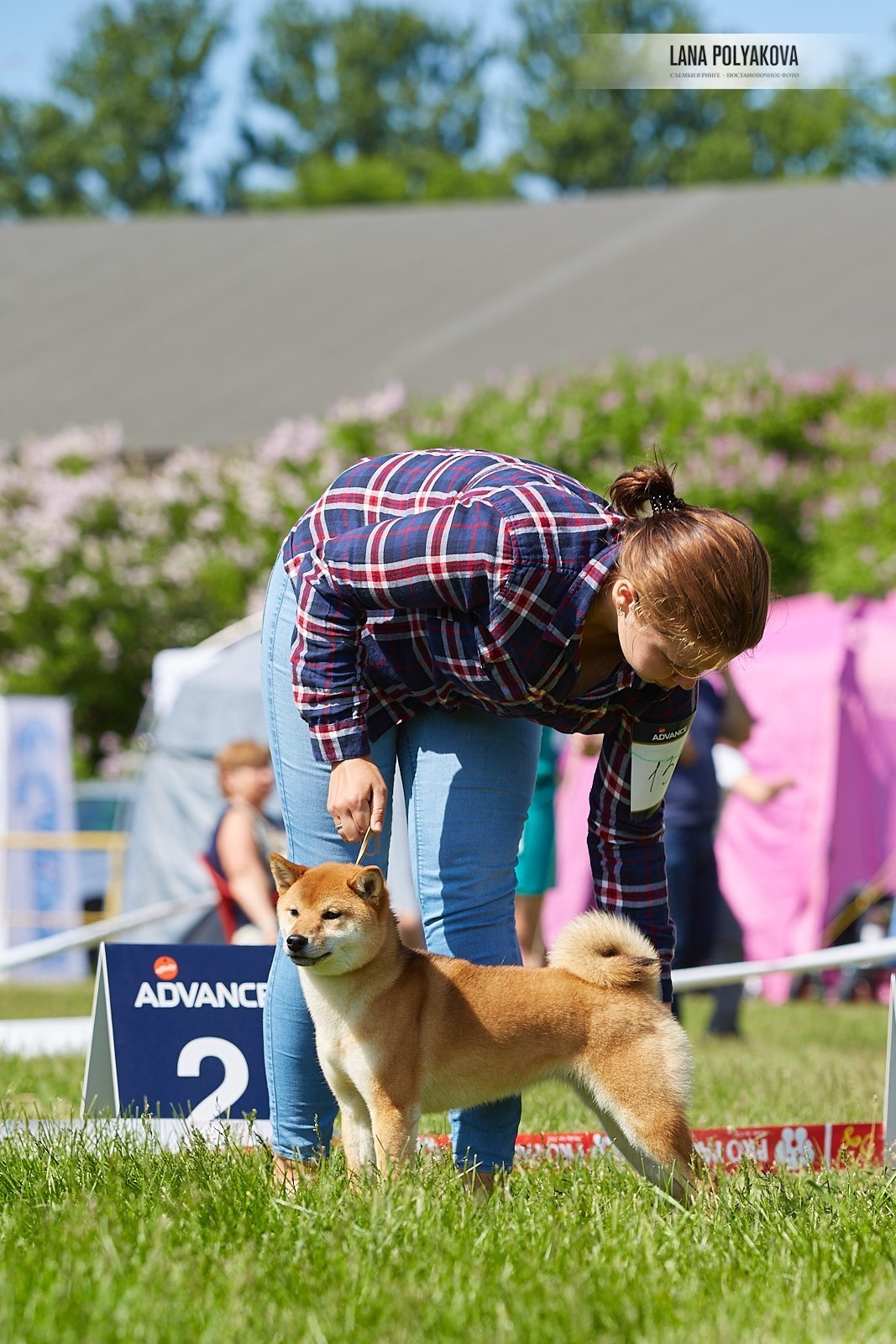 Сиба сиба-ину сибаину в Санкт-Петербурге
