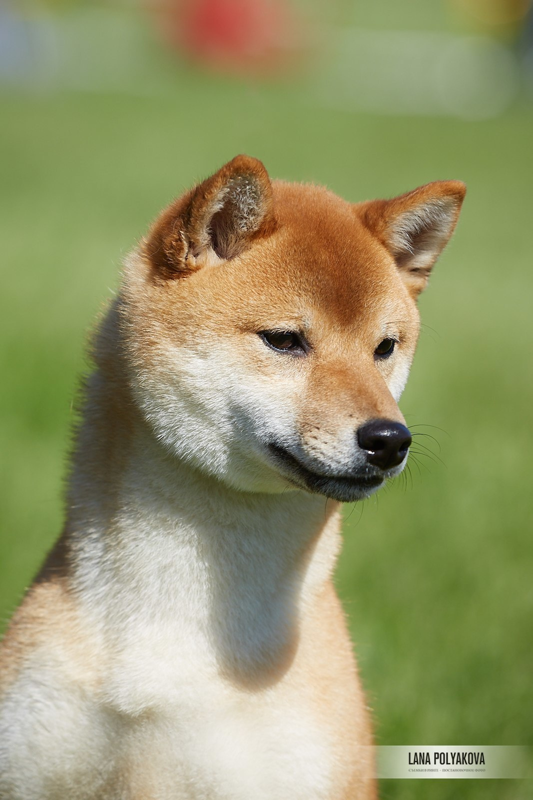 Сиба сиба-ину сибаину в Санкт-Петербурге
