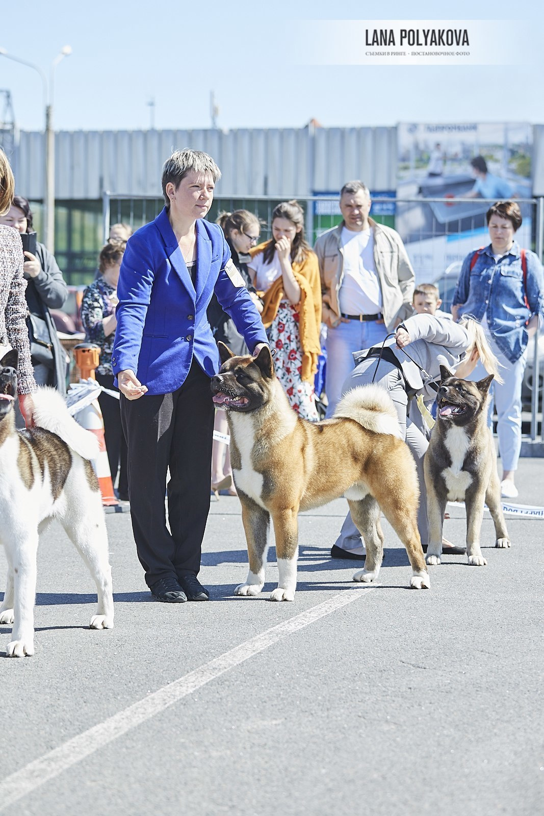 Американская акита Санкт-Петербург