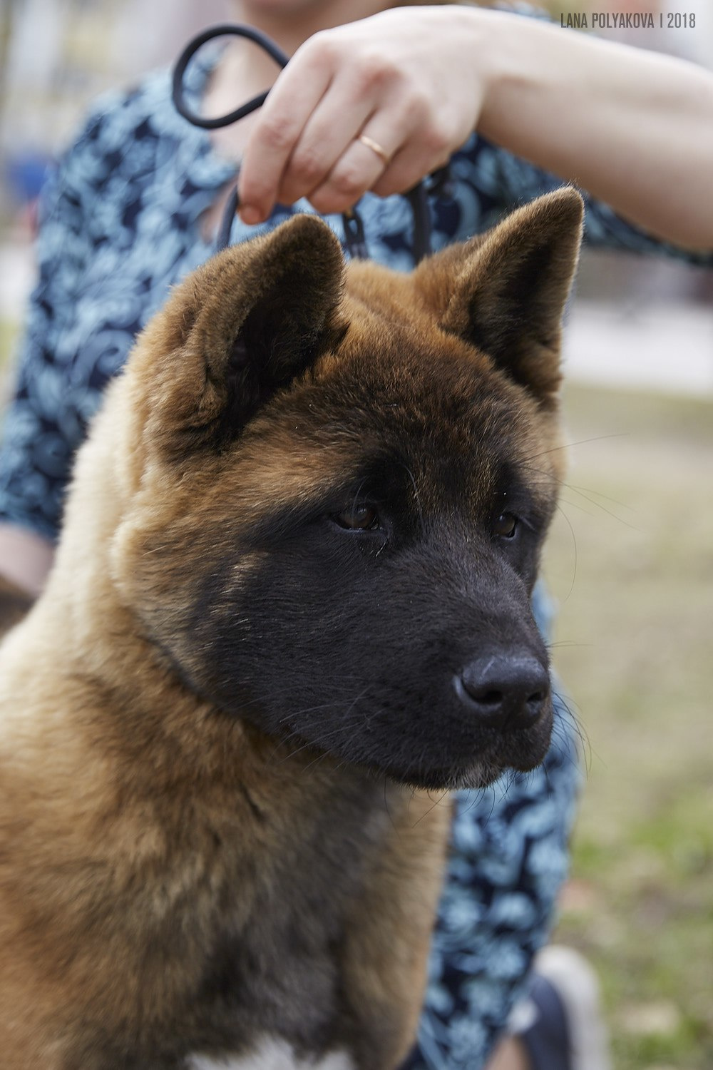 Щенки американской акиты